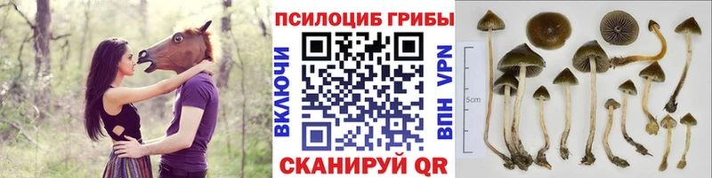 Галлюциногенные грибы Cubensis  Киржач 